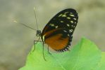 PICTURES/Tennessee Aquarium in Chattanooga/t_Butterfly2.JPG